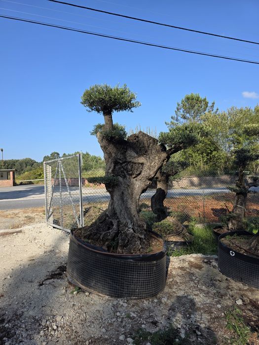 Oliveiras de vários portes / Bonsai