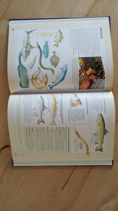 Livro Enciclopédia escolar everest