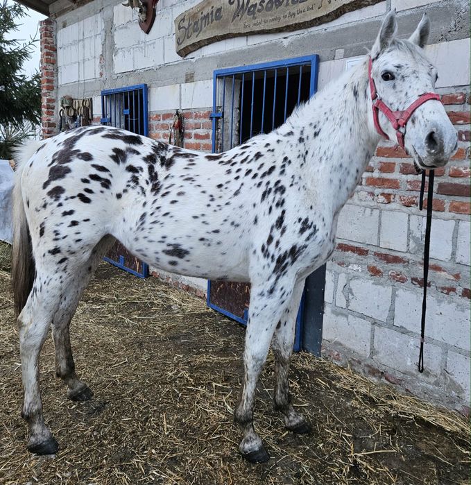 PKS klacz tarantka tarant