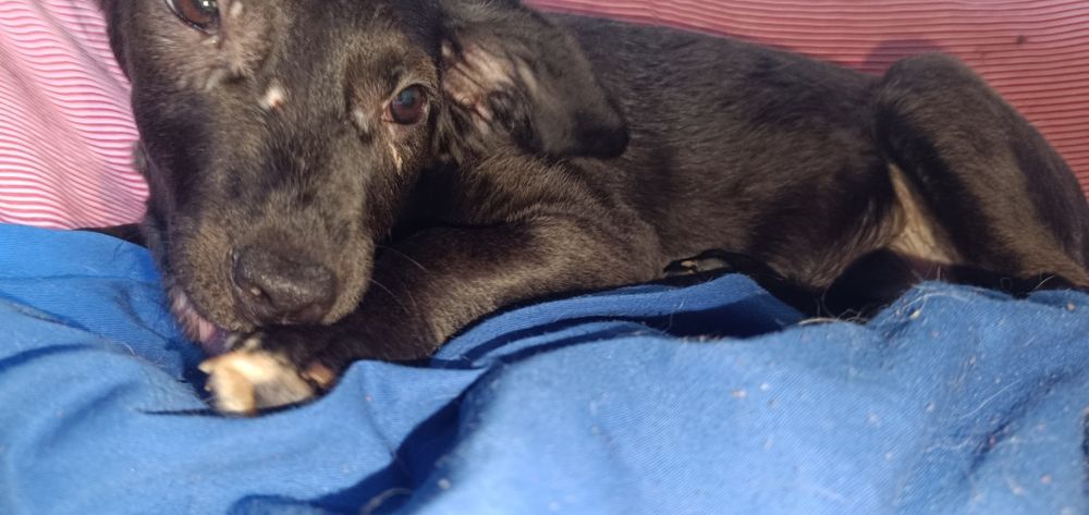 Cachorrinha bebé