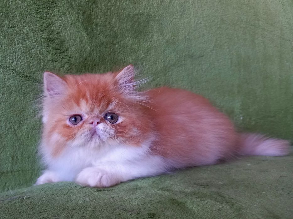 Красивая персидская