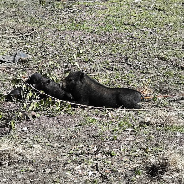 Porco vietnamita macho