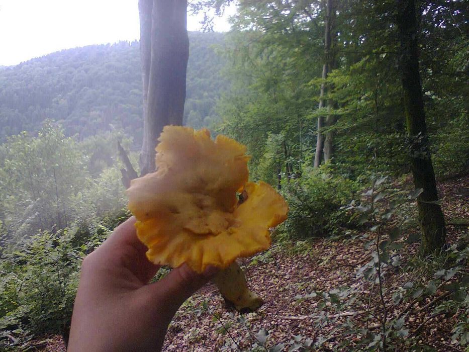 Мікс Грибний з Верховни