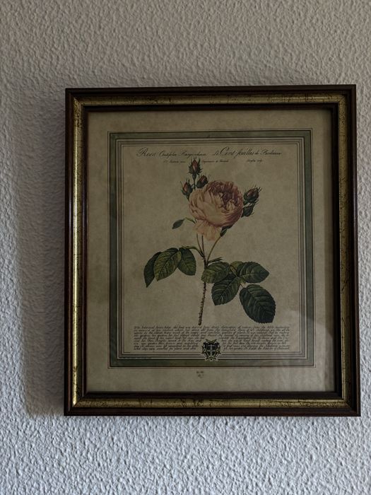 3 quadros botânicos de rosas são gravuras decorativas clássicas