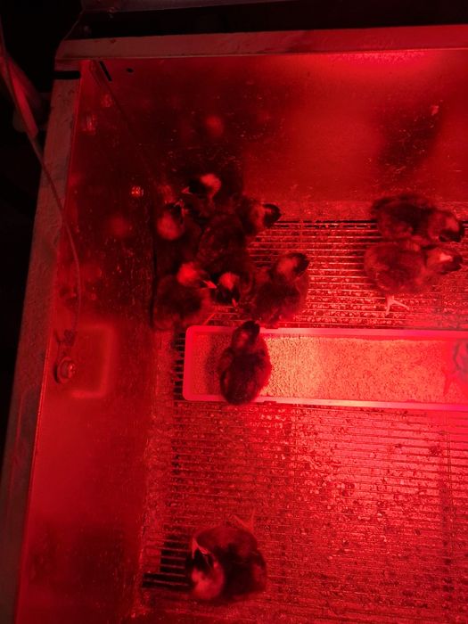 Pintos e Galinhas Pedres Portuguesa