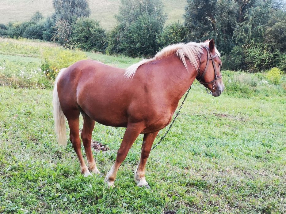 Продам молоду кобилу