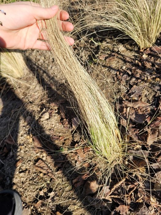 Trawa stipa sadzonki