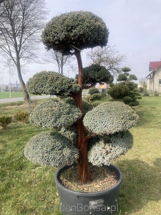 Donica Bonsai - Juniperus squamata "MEYERI"-180 cm-Duże kule