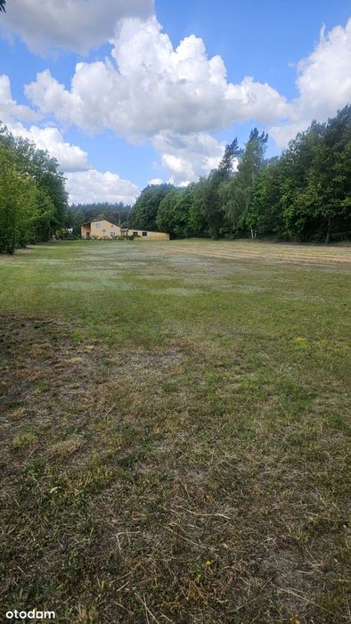 Działka budowlana ze ścianą lasu