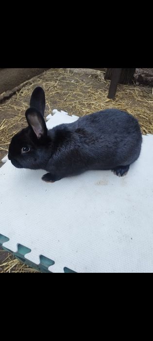 Króliki Nowozelandzkie