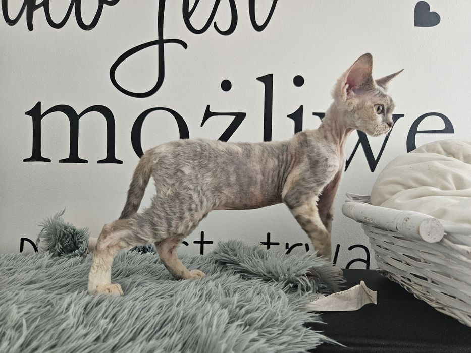 Szylkretowa dziewczynka Devon rex