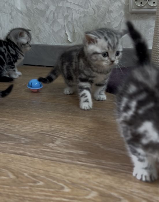 Шотландські прямовухі кошенята у мармуровому забарвленні