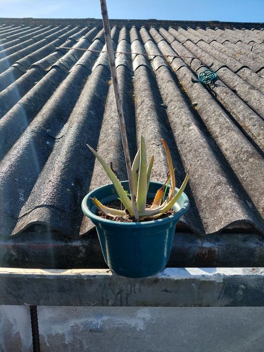 Vaso com suculenta 5€