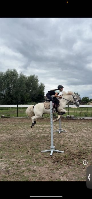 Oddam kuca w dzierżawę