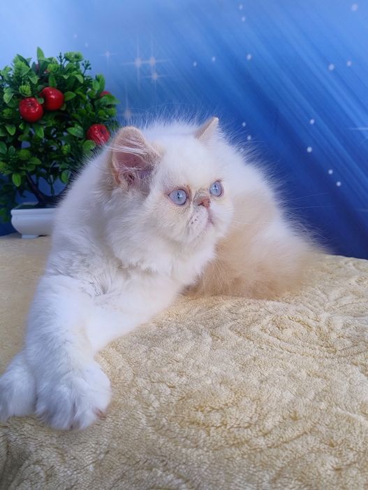 Saffi .Дівчинка перс.