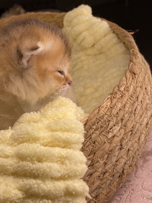 Золотая шиншилла