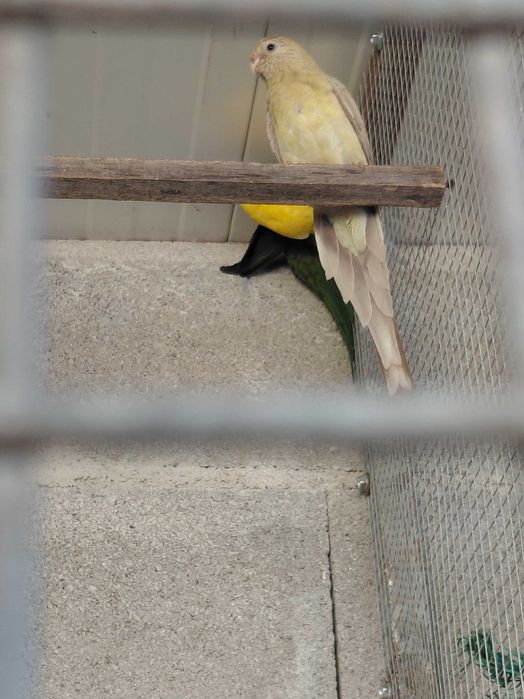 Aves para vender