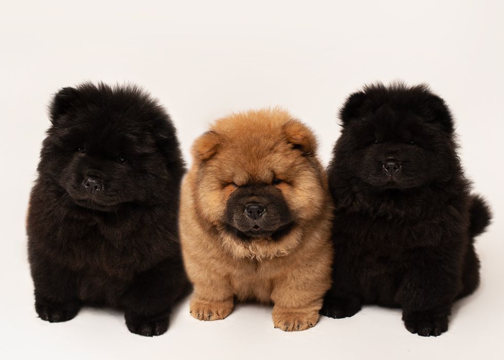 Chow -Chow FCI/ZKwP