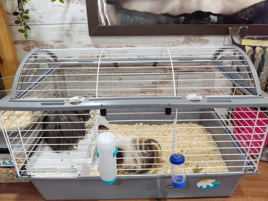 Oddam świnki morskie