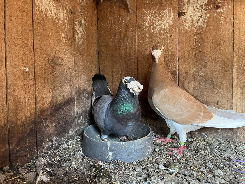 Gołębie rzeszowskie