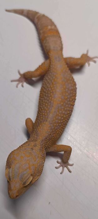 Gekon Eublefar Lamparci samica-Rainwater Albino het Blue Amber Eye