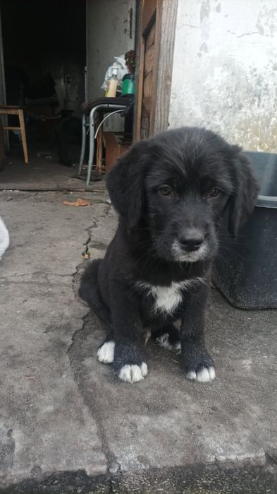 Oddam szczeniaki 3 miesięczne