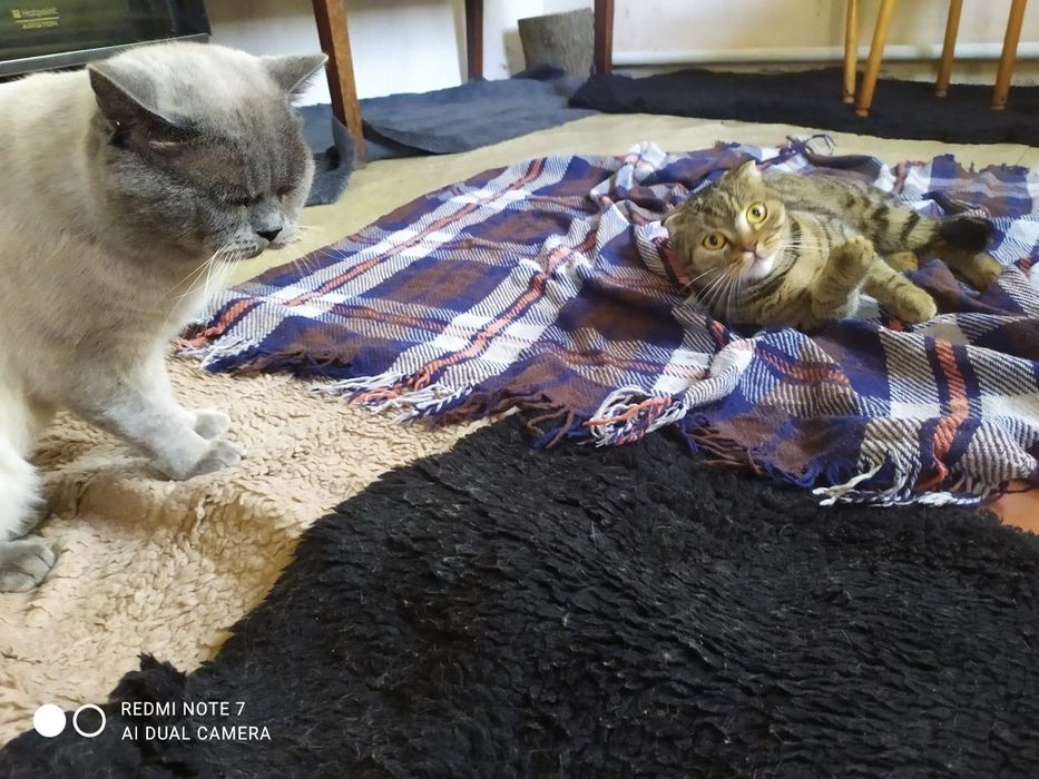 В'язка з прямовухим Шотландський скотіш -страйт