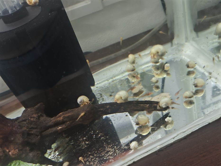 Ampularia azul e marfim vários tamanhos