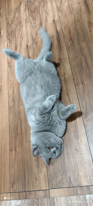 Вязка   Британец Кот