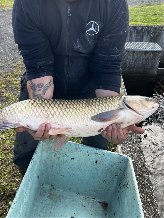 Amur biały duży, waga 8-12 kg/ sztuka