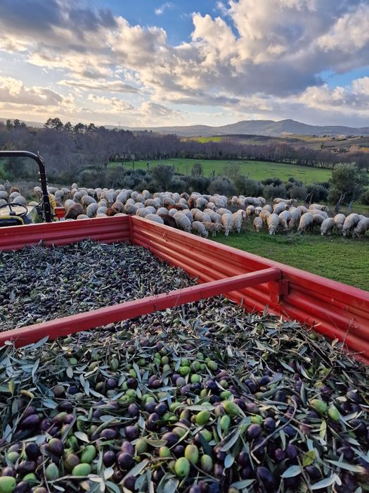 Azeite virgem extra trás-os-montes