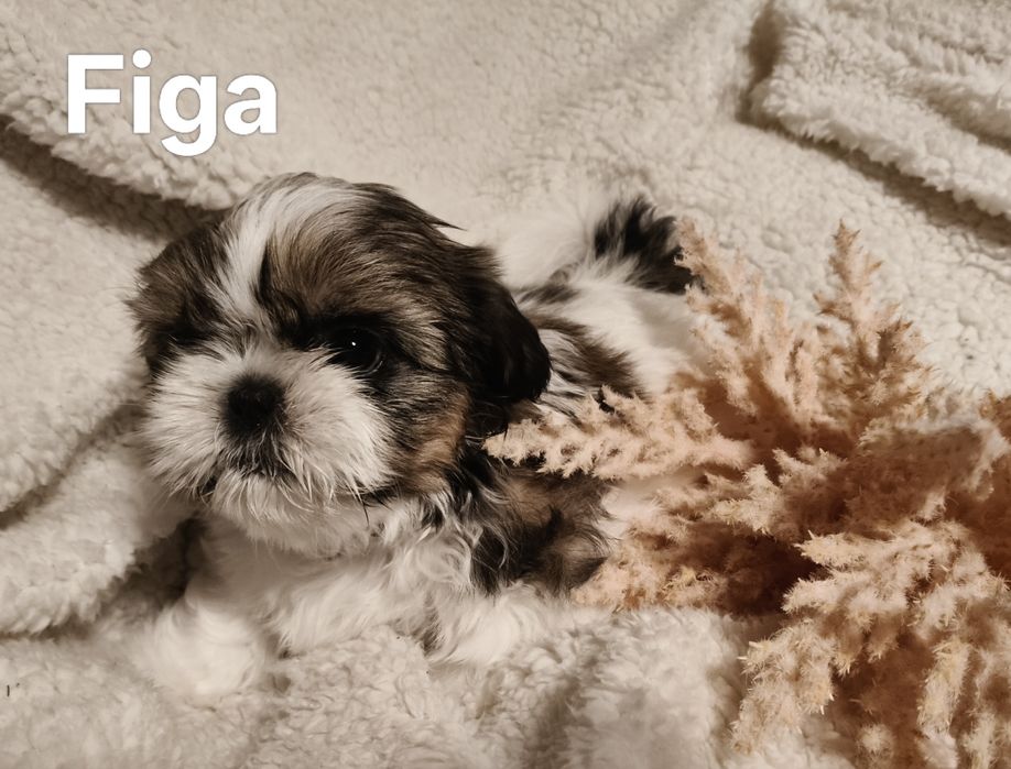 Piękna suczka  Shih Tzu z rodowodem