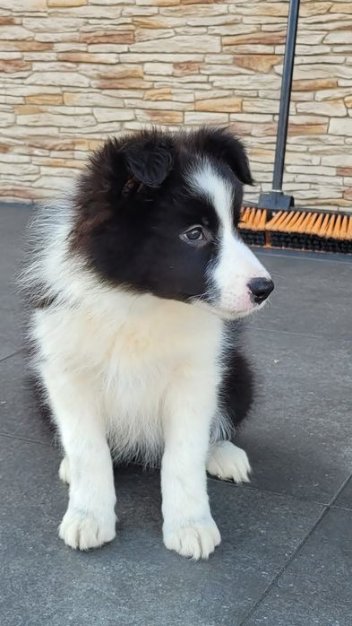 Border Collie suczka