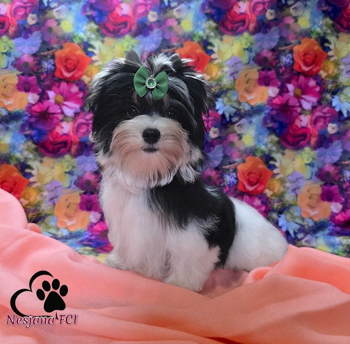 Suczka Biewer Yorkshire Terrier - subtelnej urody, rod ZKwP=FCI