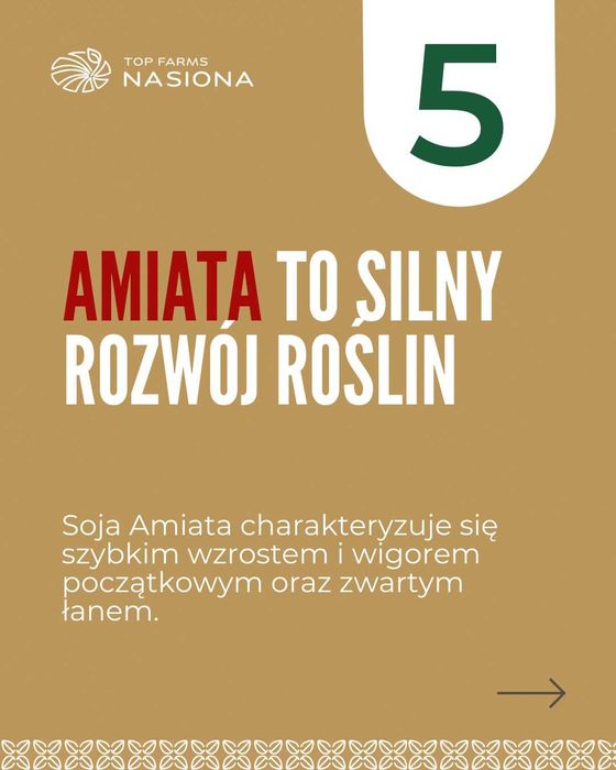 Nasiona soi Amiata - plonem wymiata! Gotowe do siewu, C1