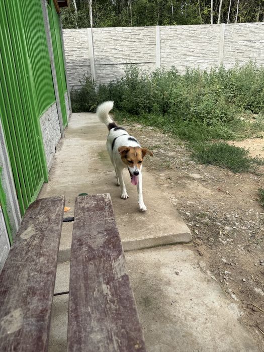 Molly do adopcji