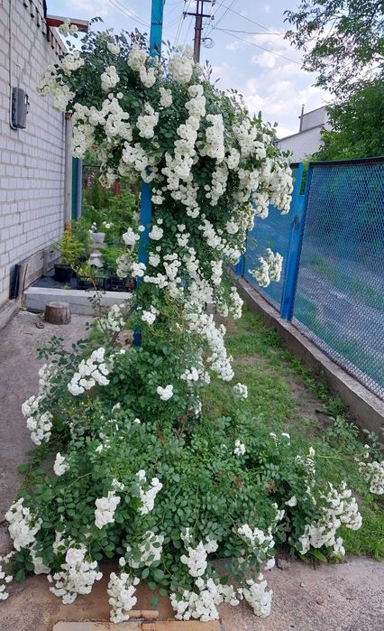 Роза вьющаяся белая