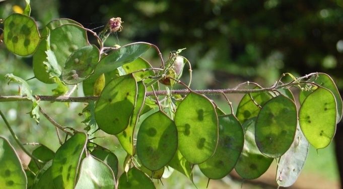 Cogumelos Silvestres, Sementes girasois várias cores, Suculentas, plan