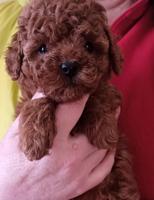 Предлогаем пуделей ред браун