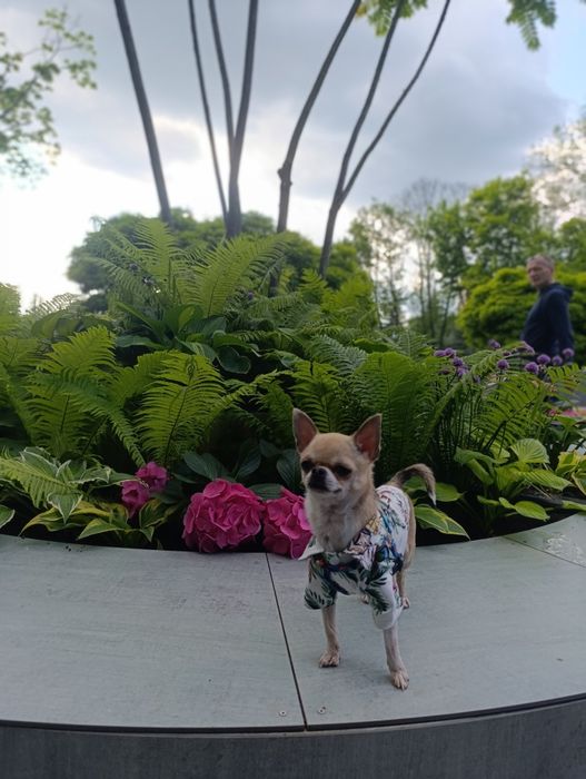 Вязка чихуахуа мини