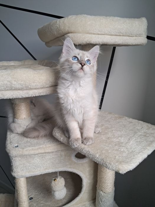 Alvaro kocurek Neva Masquerade Syberyjski