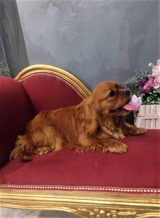 Cavapoo  - cude dziewczyny   do rezerwacji.