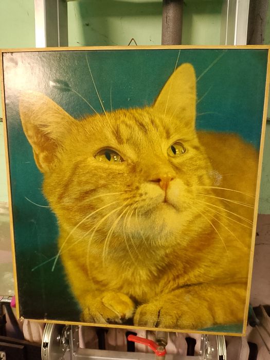 Stara fotografia kotka - KAW