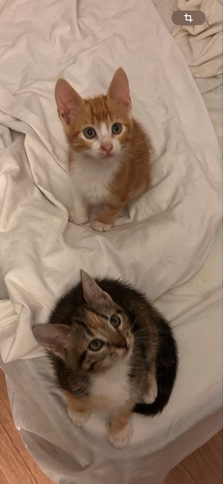 Gatinhos para Adoção Responsável – Zona de Sintra