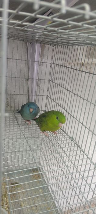 Vendo casal de catarinas