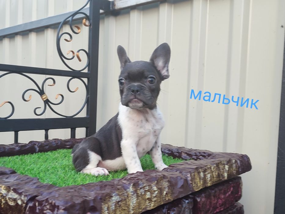 французики девочка и два мальчика