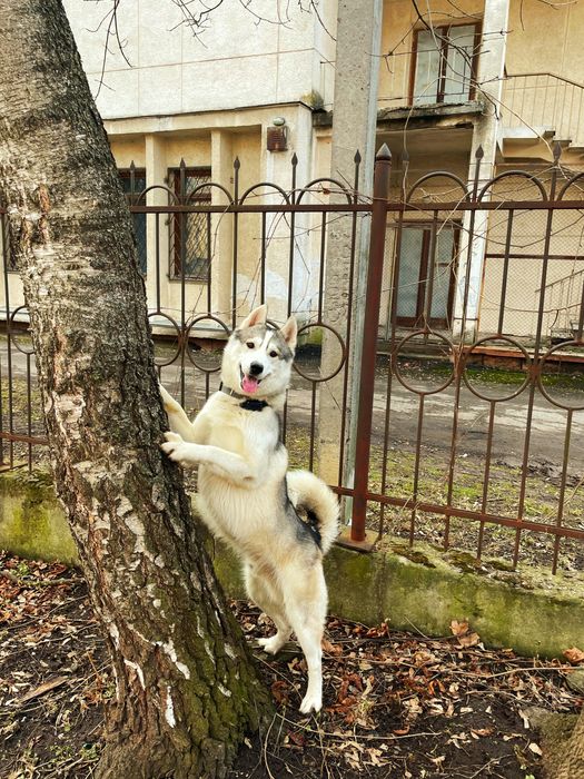 Кобель Хаскі на вязку