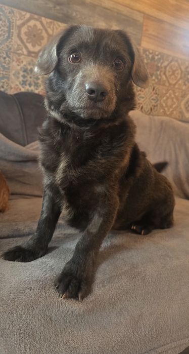 Do adopcji 10kg samiec