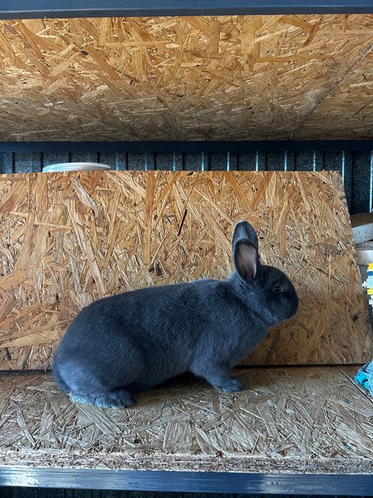 Samce, samice wiedeńskie niebieskie