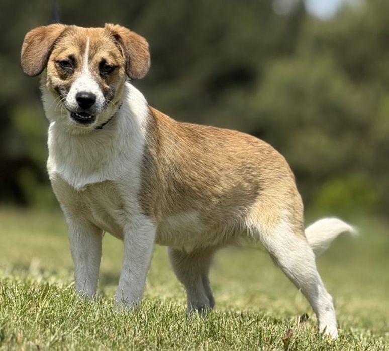 Młody Romuś do adopcji